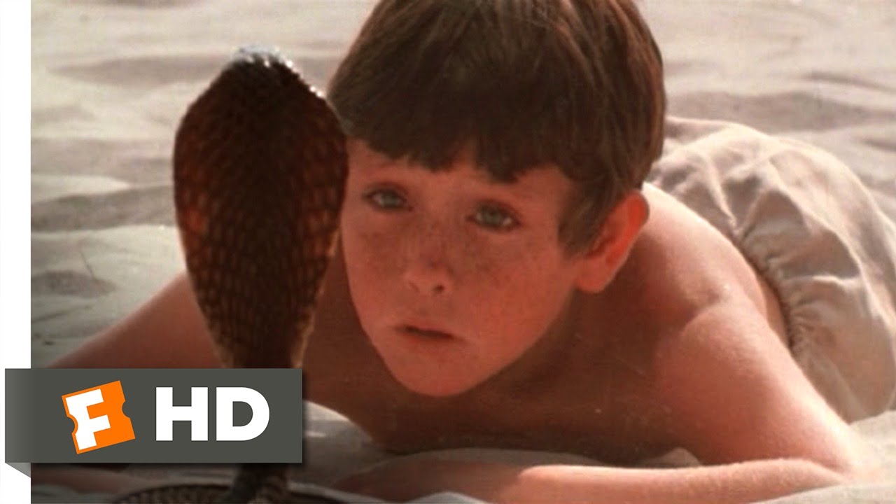 The Black Stallion (6/11) Movie CLIP The Cobra (1979) HD YouTube