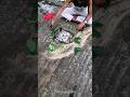 Creative Art Birds Hard Work 😲🔥#shorts #viralvideo #ytshorts