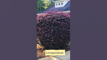 8 Trees and Shrubs for Natural Privacy