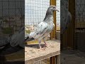 Captin golden pigeon birds kabootar animals viralshorts