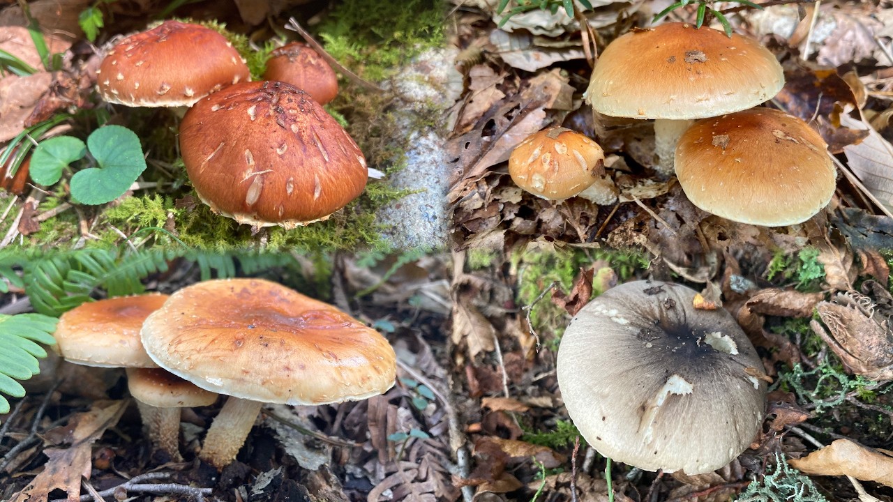 銀茸や地なめこ真っ盛りで秋だなぁって・・(遠い目)【きのこ狩り・チャナメツムタケ・シモフリシメジ】