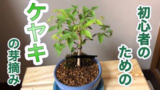 ケヤキ盆栽（Zelkova）の、初心者による初心者のための芽摘み