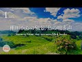 【棚田からの風景/鳥の鳴き声】Scenery from rice terraces/Bird barks【作業用BGM/勉強用BGM/仕事用BGM/睡眠用BGM/ASMR】