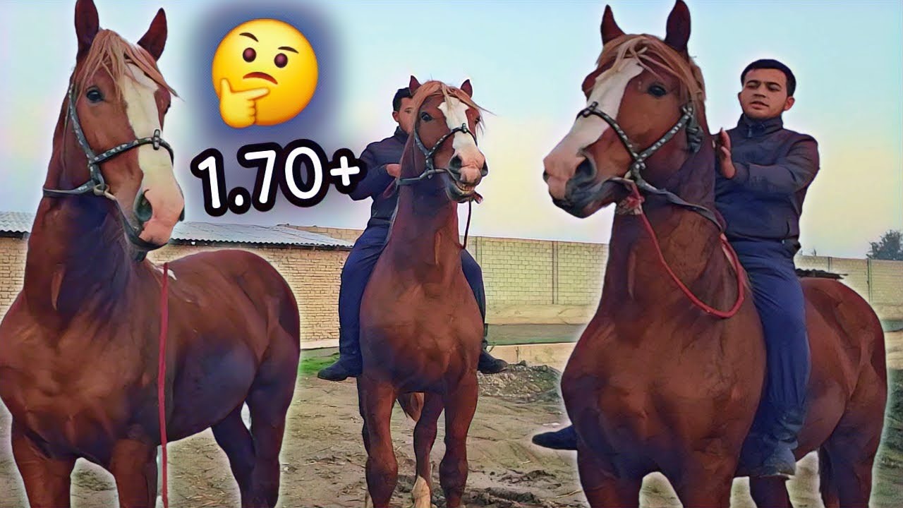 БАЙ БАЙ РОССИЯ АБАКАНДАН КЕЛГАН ОТ БУНИСИГА НИМА ДЕЙСИЗ OT SOTILADI.#otlar #otbozor #horse