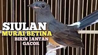 SUARA MURAI BATU BETINA memanggil jantan agar Emosi jadi NYAUT BUNYI GACOR BONGKAR MATERI ISIAN 