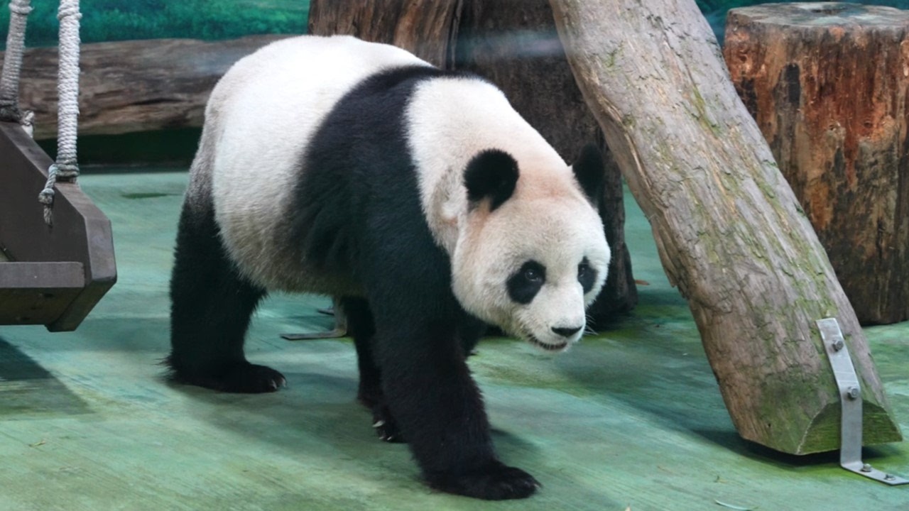 20260208 (14:10) 圓圓拍拍調整後的行豐罐，輕鬆吃點心| Giant Panda Yuan Yuan