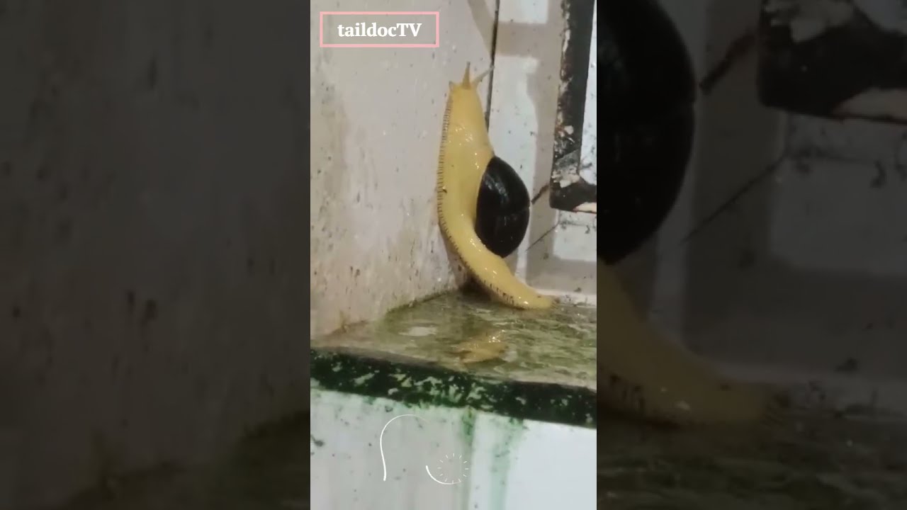 The Ultimate Guide To Getting Snails Off Your Walls Floors
