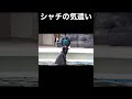 やさしいララちゃん #鴨川シーワールド #シャチ #ララ #気遣い #orca #Shorts