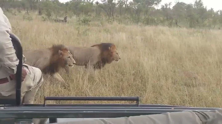 N'waswishaka male lions reunite