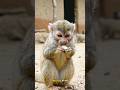 “Why monkeys steal food but don’t eat it immediately”#shorts #monkey #MonkeyBehavior #AnimalFacts
