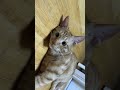 맹수에게 사냥당한 인간 #orangecat