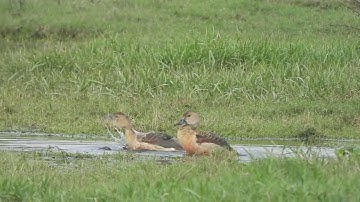 Lesser Whistling-Duck