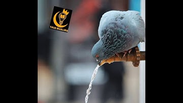 سوره السجده بصوت عبد الرحمن مسعد🥺💖