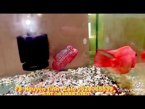 Video Một dòng cá la Hán đứng đau thị trường - youtube