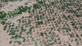 The Great Green Wall - Drone Footage of Demilunes in Niger