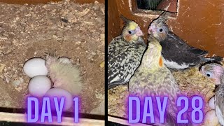 Cockatiel Baby Growth (Day 1  Day 28)