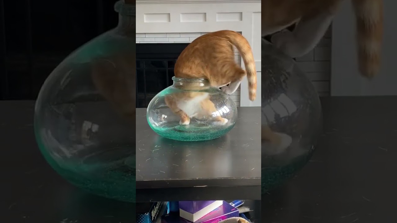 Как говорится- котики это жидкость☺️ 