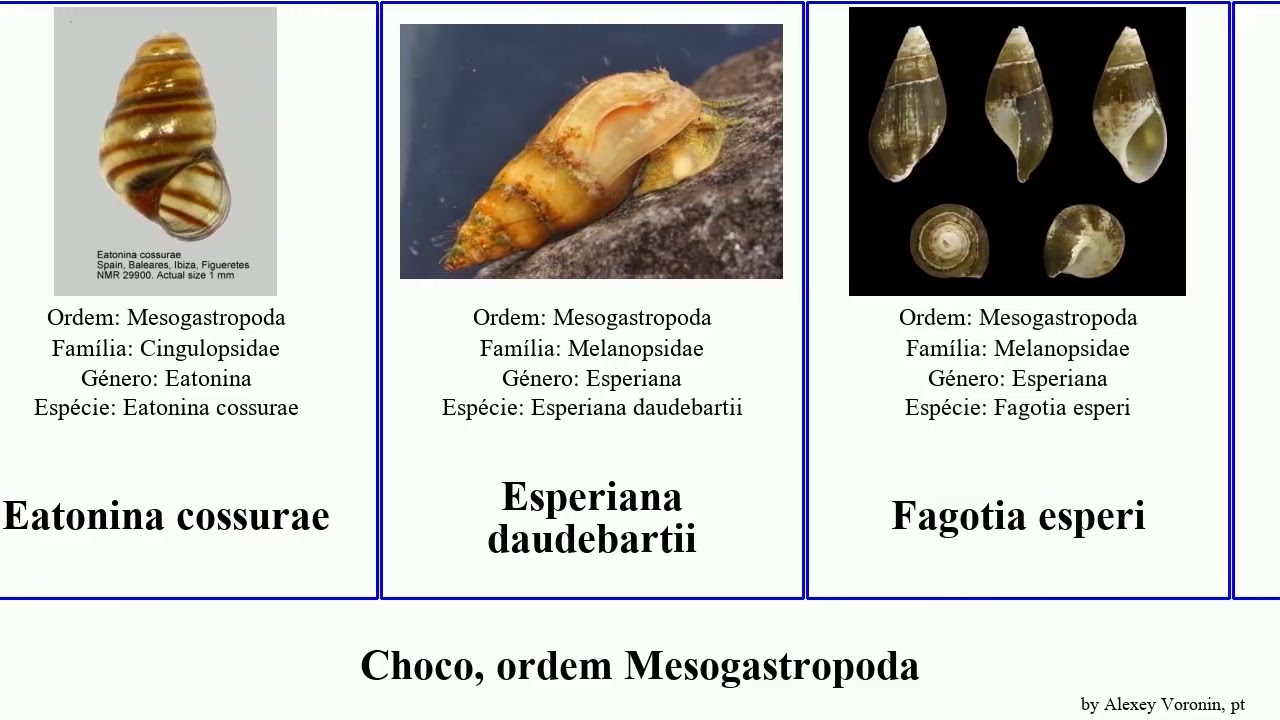 Choco, ordem Mesogastropoda minima mollusca senegalensis Aporrhais Oncomelania cossurae hupensis