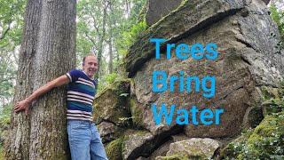 7 Ways Trees Bring Water