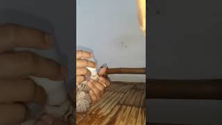 Lagi Nyusui Si Baby Cat