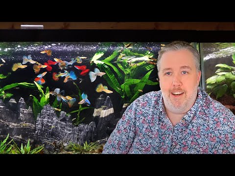 My Top 6 Must-Try Aquarium Fish after 20 Years of Experience