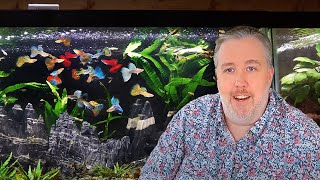 My Top 6 MustTry Aquarium Fish after 20 Years of Experience