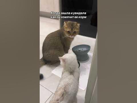 Она себя в обиду не даст - YouTube