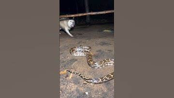 "Python Attacks Dog – Terrifying Real-Life Battle!"