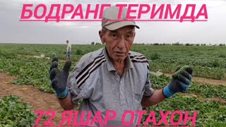 картинка: Хоразмлик 72 яшар Юсуф Бобо 🥒 бодринг теримда 👍