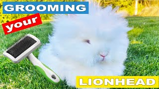 How to Groom Lionheads | Brushing Rabbits!