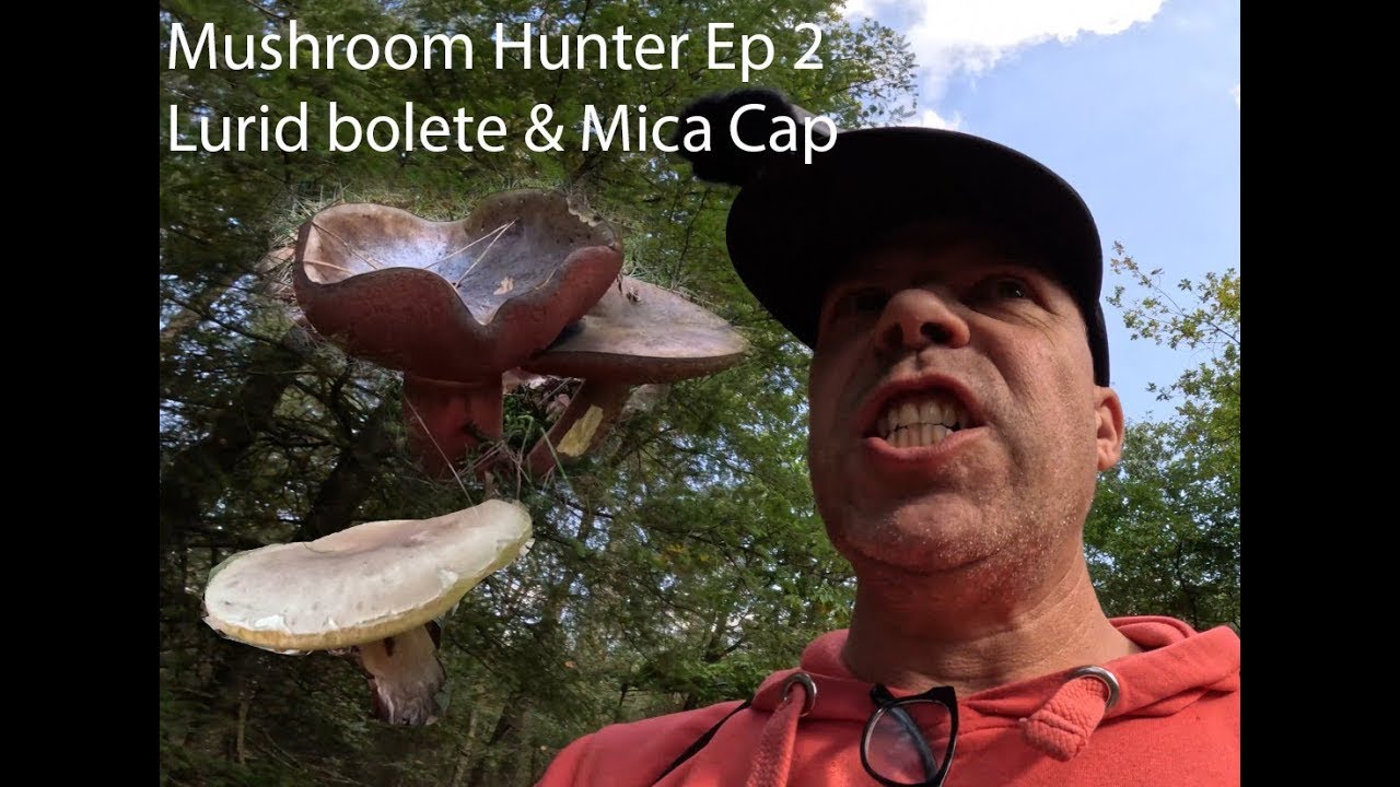 Mushroom Hunter   Ep 02 Lurid bolete and Mica Cap
