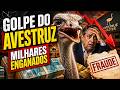 Avestruz Master: A Pirâmide Que Prometia Riqueza com Avestruz