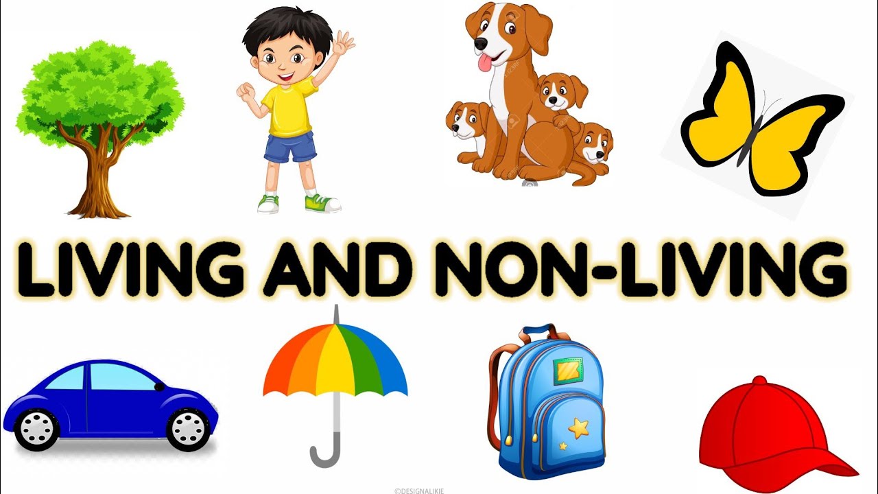 living things and nonliving things | Living and non living things ...