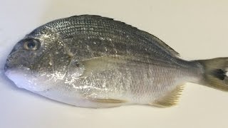 「白鯛（へだい）」さばき方刺身用