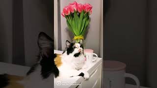 Business cat😅🐈👨‍💻