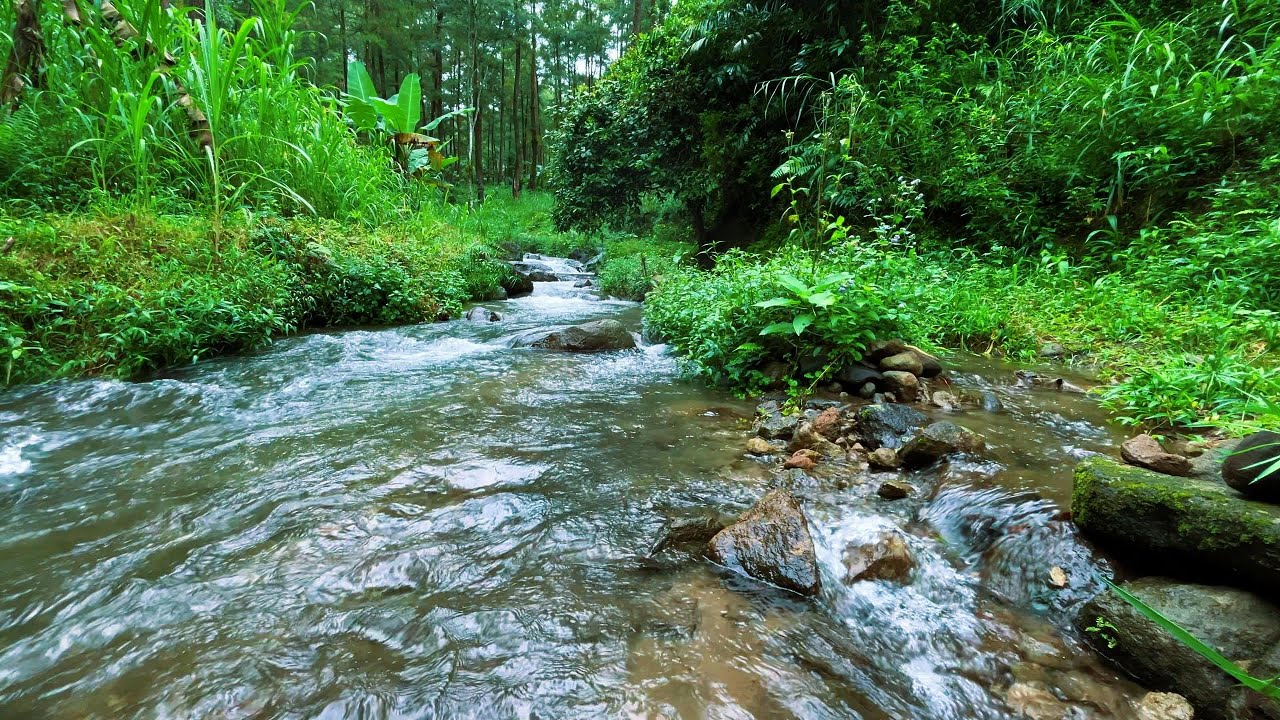 Soothing Forest Stream Sounds for Deep Sleep, Stress Relief, Relaxation ...