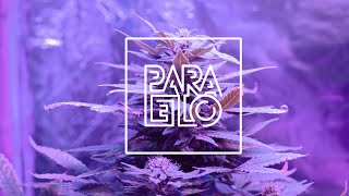 El Otro Verde | PARALELO