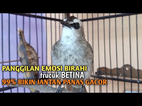 Trucuk BETINA memanggil Jantan Suara Birahi Ngecuplik 100% pancingan trucukan gacor agar BUNYI EMOSI