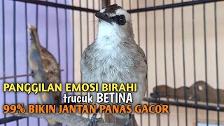 Trucuk BETINA memanggil Jantan Suara Birahi Ngecuplik 100% pancingan trucukan gacor agar BUNYI EMOSI