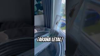 ME ENCONTRÉ ESTA ARAÑA EN MI VASO