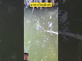 มาจากไหนอีกตัว#shorts #youtubeshorts #shortvideo #short #viral #viralvideo #ytshort #ปลา #fishing