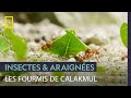 La société des fourmis coupe-feuille, une des plus complexes du règne animal