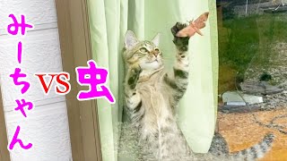 みーちゃんが巨大な蛾を見つけた！