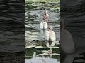 A Lovely Swan Family #swan #birds #nature #birdingparadise #birdspecies #wildlife #summer