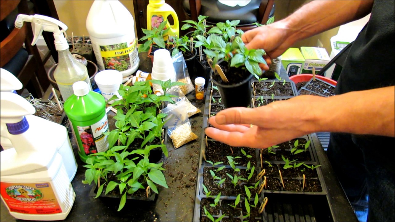 A Complete Guide to Starting Peppers Indoors: See Description for a ...