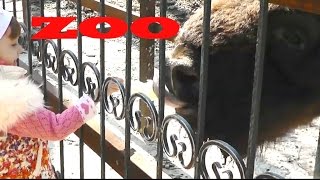 KIDS at the ZOO: funny animal / Приколы с животными в зоопарке Обзоры. Куда пойти с ребенком?