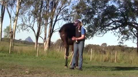 Introducing your Horse to Clicker Training Part 1 - Look Away