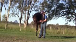Introducing your Horse to Clicker Training Part 1 - Look Away
