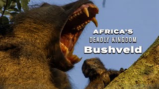 Africa’s Deadly Kingdom: Bushveld - Trailer