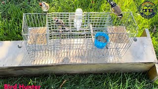 How To Catch Lots Of Goldfinch Birds With A Cage! Automatic Birds Multi Trap #trap #birds #passaros by Bird Hunter 175,068 views 1 year ago 2 minutes, 58 seconds